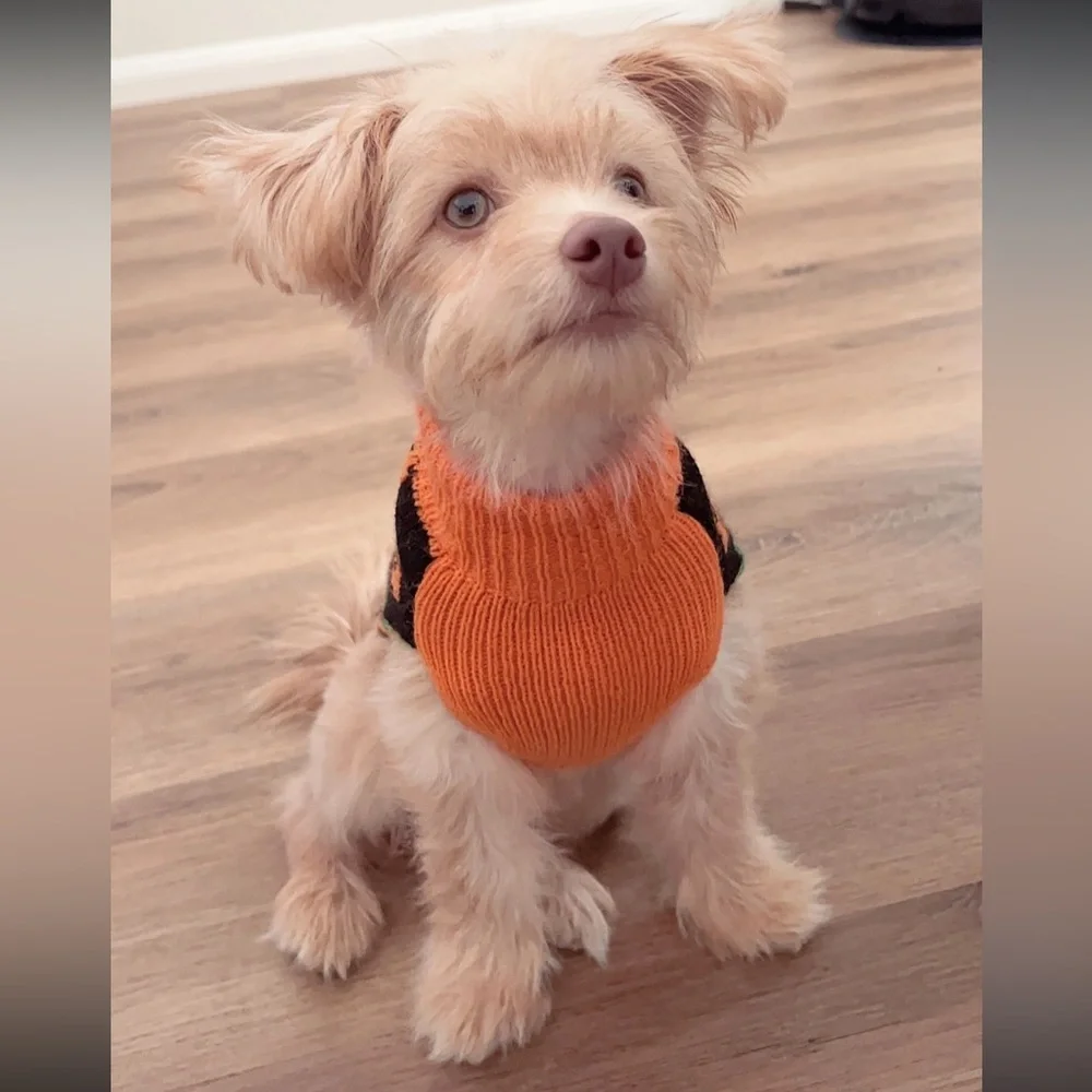 Halloween Dog Sweater with Multi Pumpkin Smiley Face, Small- EUC